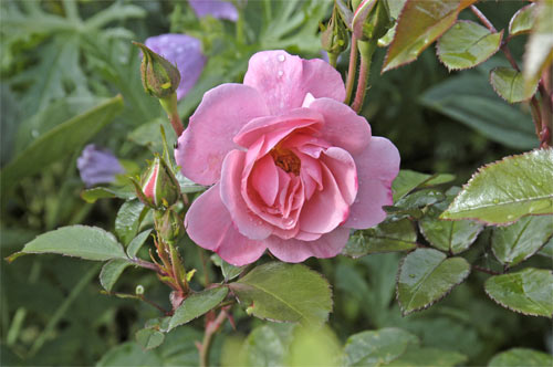 floribunda